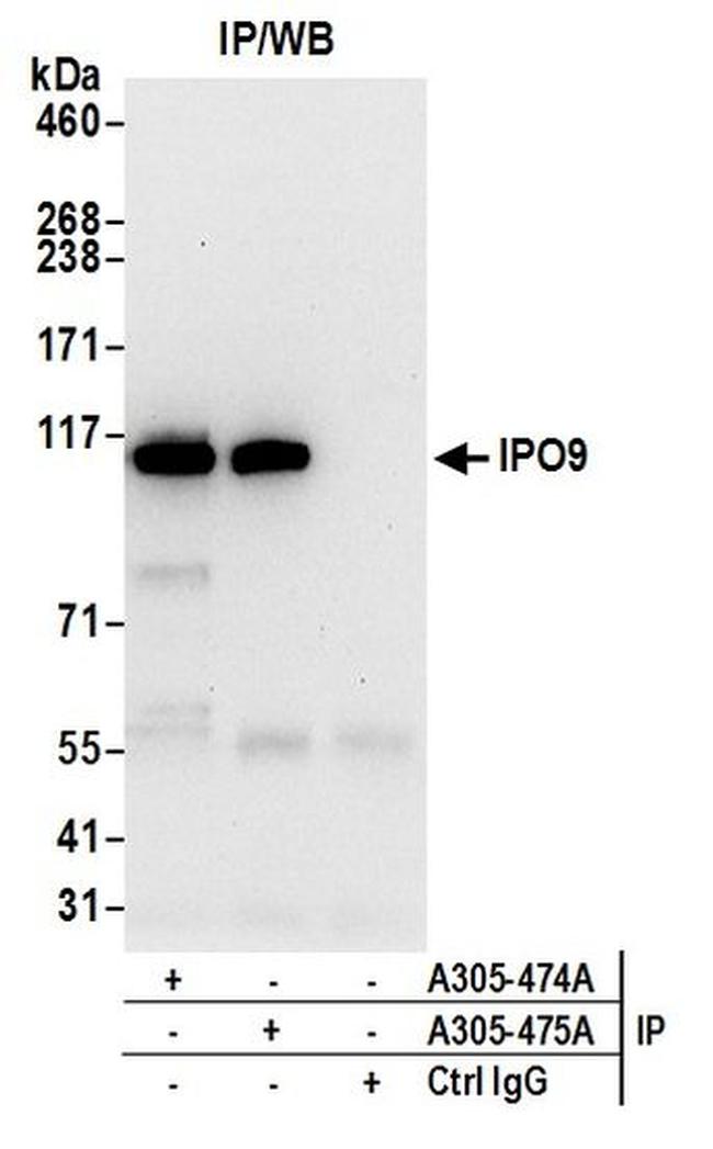 IPO9 Antibody in Western Blot (WB)