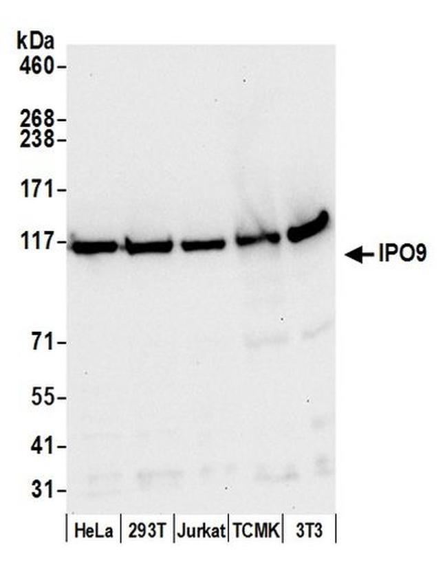 IPO9 Antibody in Western Blot (WB)
