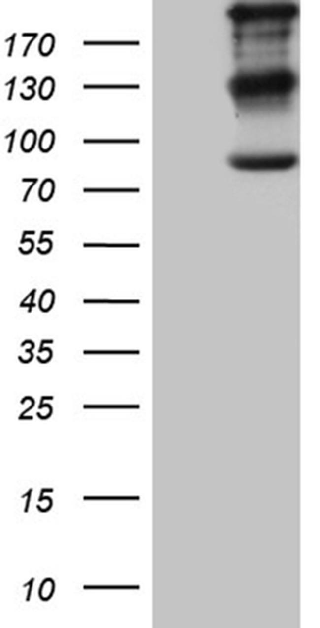 IQGAP1 Antibody in Western Blot (WB)