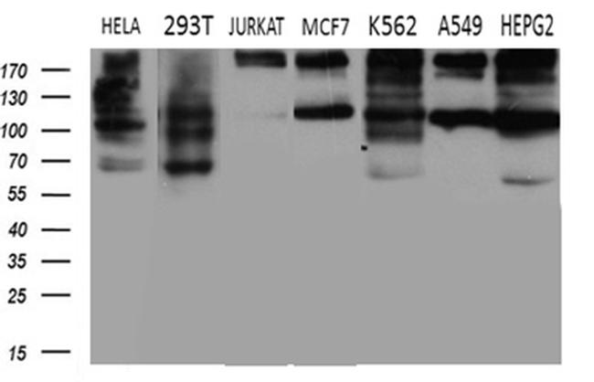 IQGAP1 Antibody in Western Blot (WB)