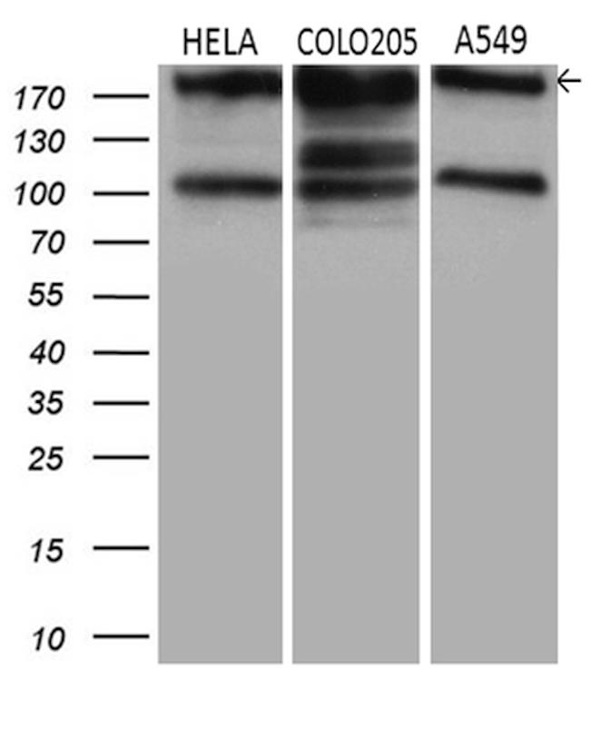 IQGAP1 Antibody in Western Blot (WB)