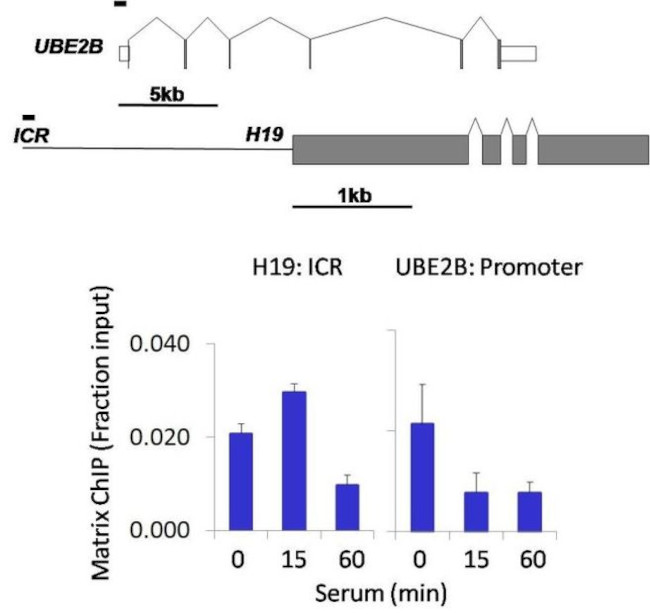 IRF2 Antibody in ChIP Assay (ChIP)