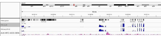 IRF2 Antibody in ChIP-Sequencing (ChIP-seq)