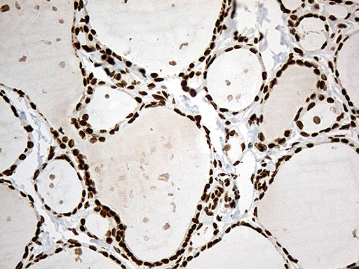 IRF2BP1 Antibody in Immunohistochemistry (Paraffin) (IHC (P))