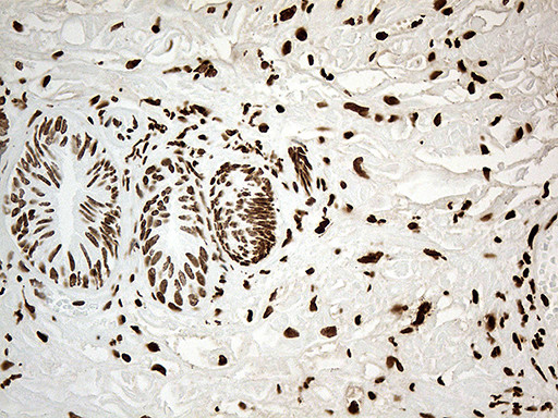 IRF2BP1 Antibody in Immunohistochemistry (Paraffin) (IHC (P))