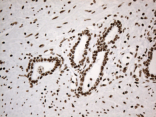 IRF2BP1 Antibody in Immunohistochemistry (Paraffin) (IHC (P))