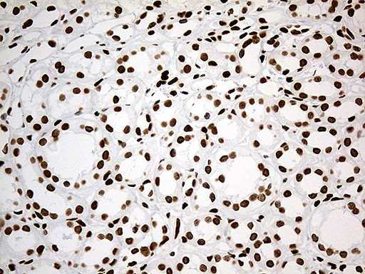 IRF2BP1 Antibody in Immunohistochemistry (Paraffin) (IHC (P))