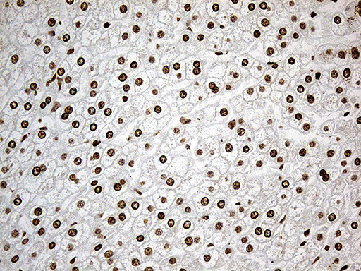 IRF2BP1 Antibody in Immunohistochemistry (Paraffin) (IHC (P))