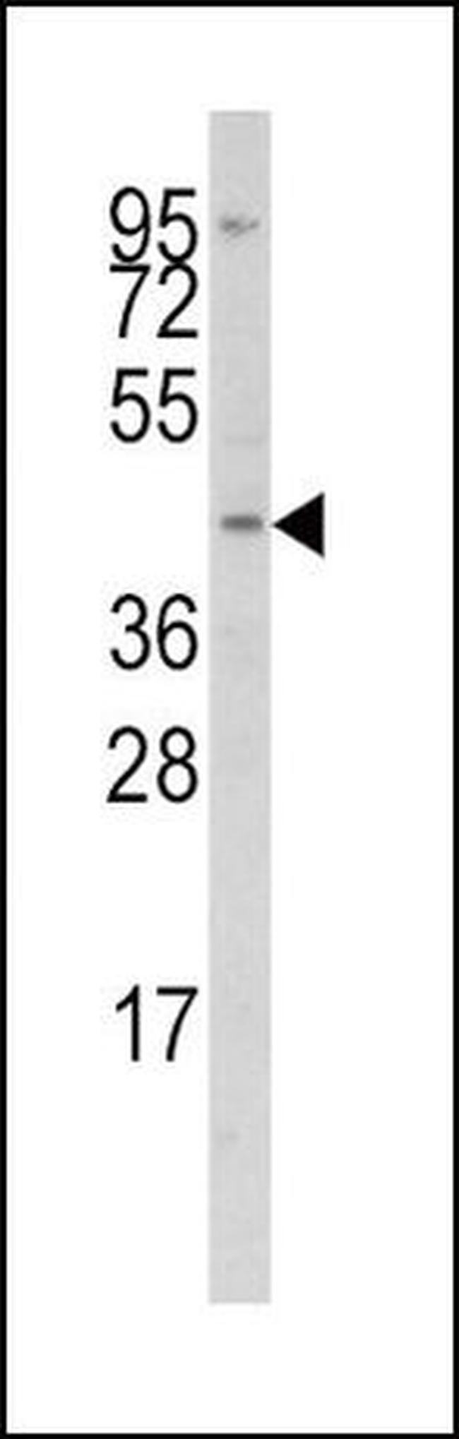 IRF8 Antibody in Western Blot (WB)