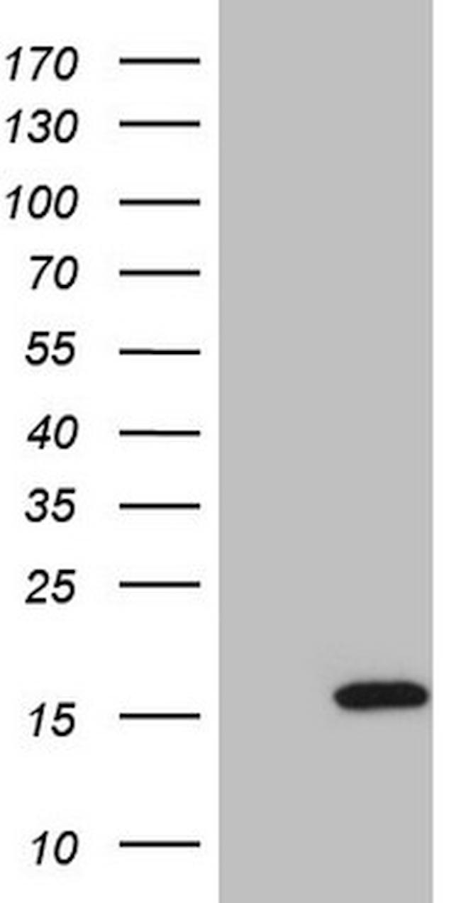 ISG15 Antibody in Western Blot (WB)