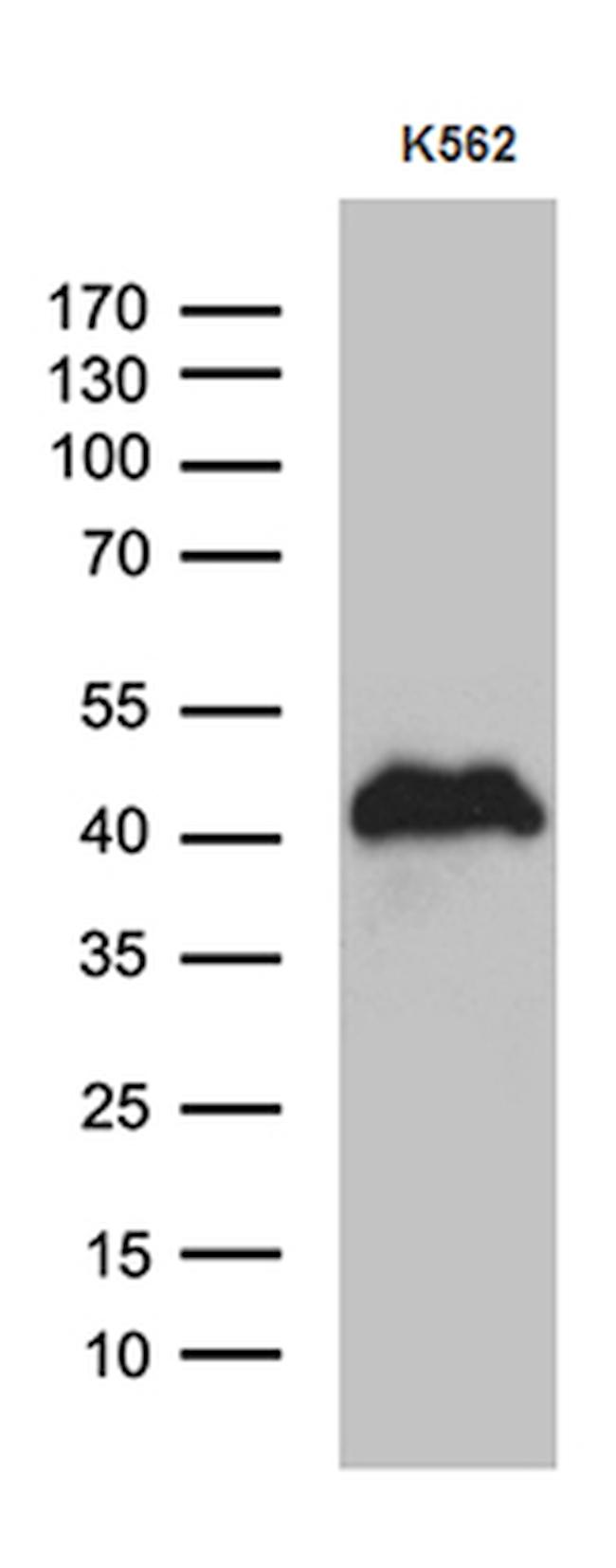 ITM2A Antibody in Western Blot (WB)