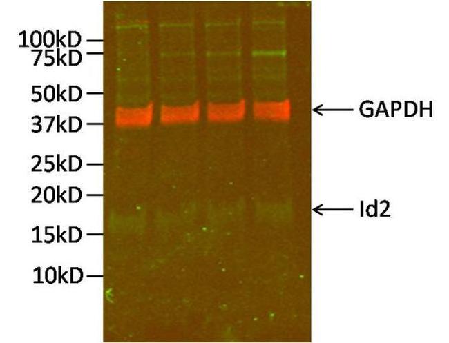 ID2 Antibody in Western Blot (WB)