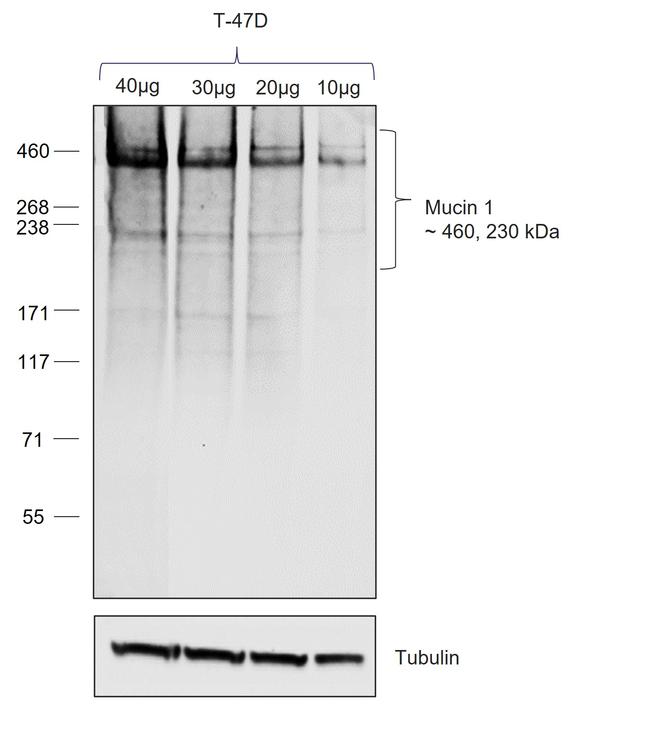 Human IgG1 (Heavy chain) Secondary Antibody in Western Blot (WB)