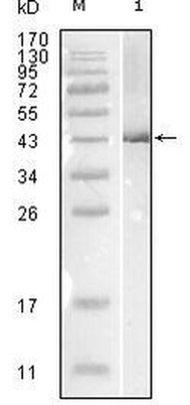 Influenza B NP Antibody in Western Blot (WB)