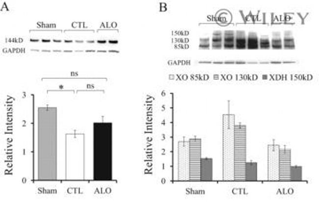 eNOS Antibody in Western Blot (WB)