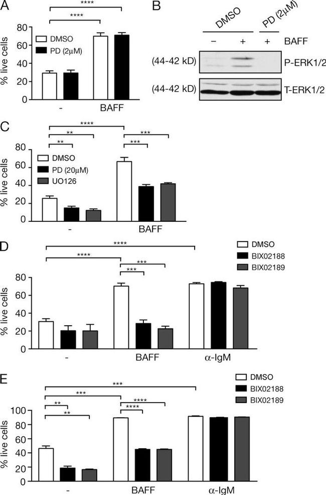 CD23 Antibody in Flow Cytometry (Flow)