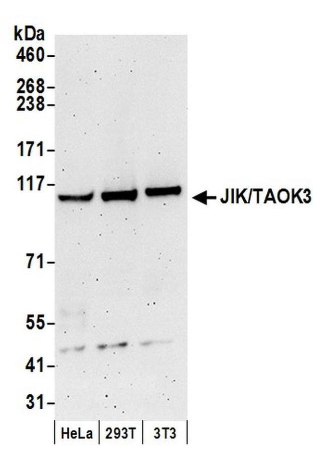 JIK/TAOK3 Antibody in Western Blot (WB)