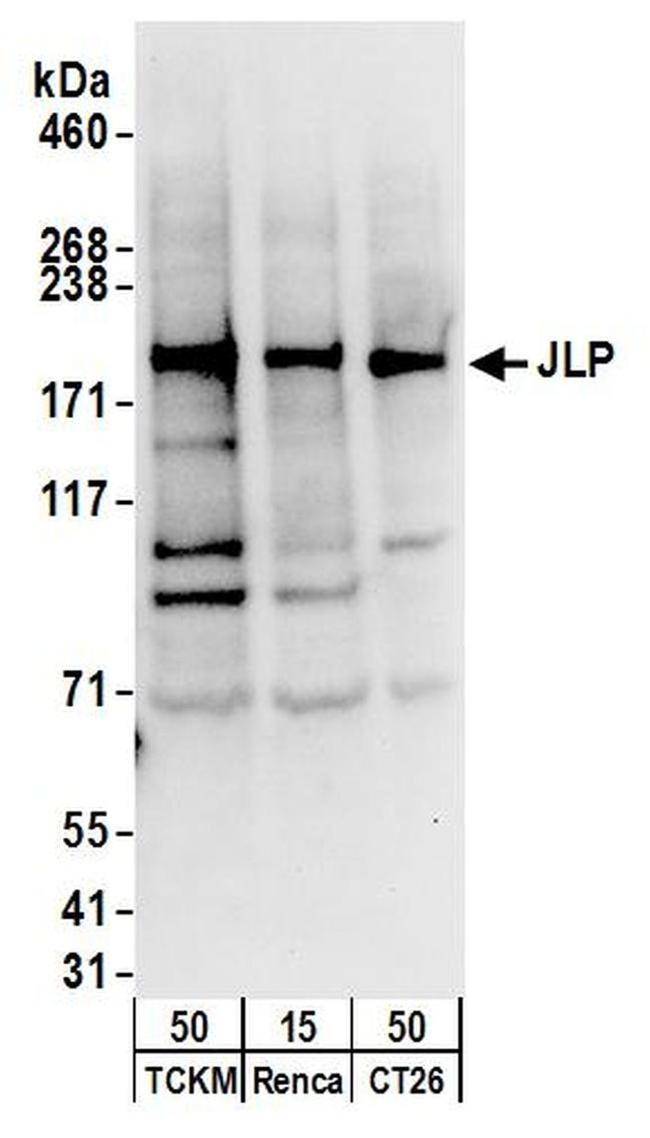 JLP Antibody in Western Blot (WB)