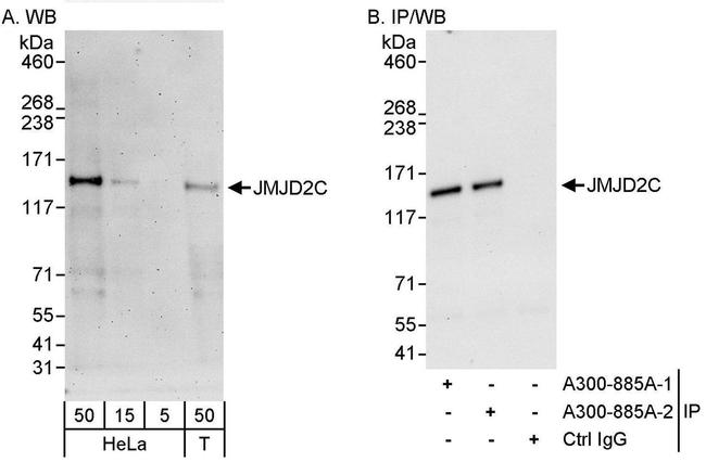 JMJD2C Antibody in Western Blot (WB)