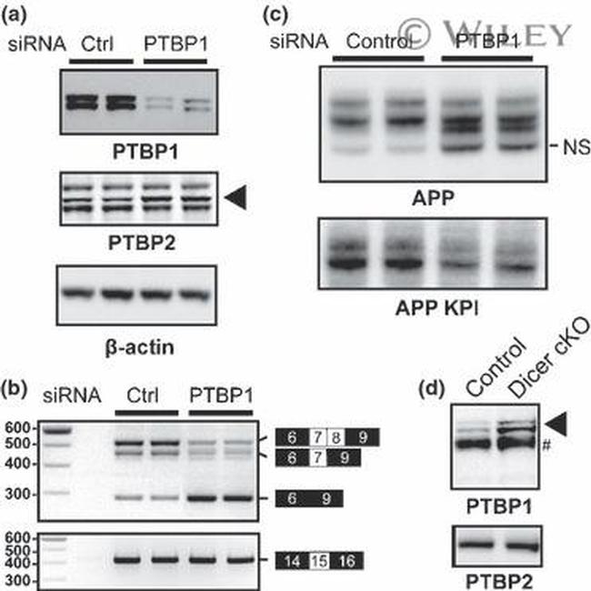 PTBP1 Antibody in Western Blot (WB)