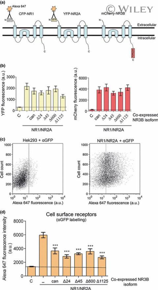 GFP Antibody in Flow Cytometry (Flow)