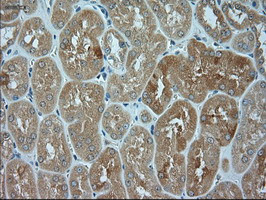 JNK1 Antibody in Immunohistochemistry (Paraffin) (IHC (P))