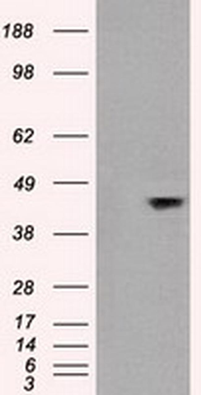 JNK1 Antibody in Western Blot (WB)