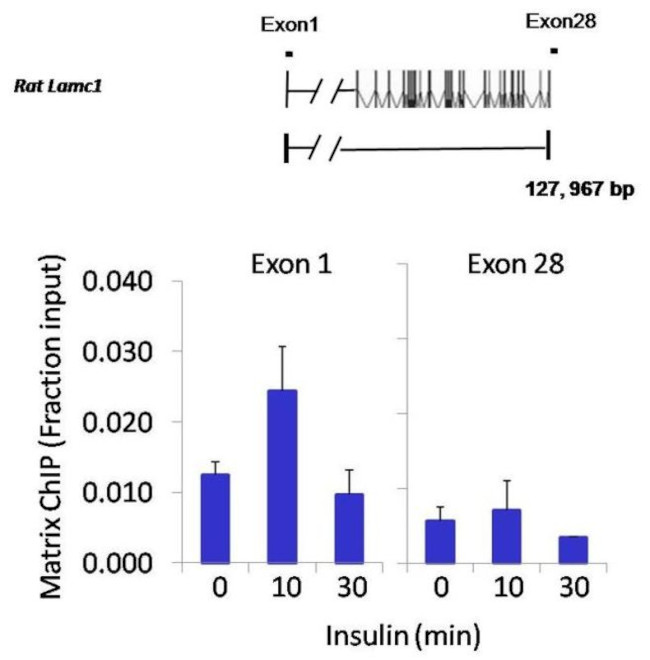 JunD Antibody in ChIP Assay (ChIP)