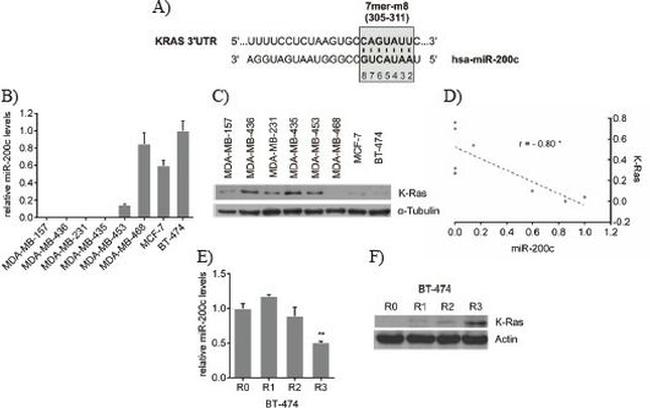 K-Ras Antibody in Western Blot (WB)