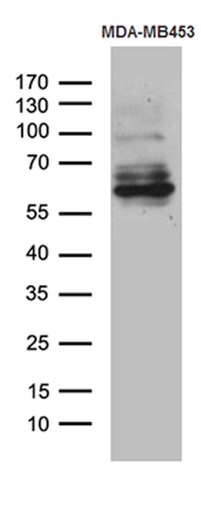 KAL1 Antibody in Western Blot (WB)