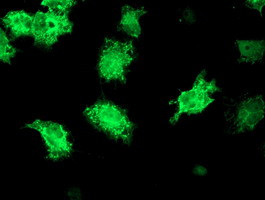 KATNB1 Antibody in Immunocytochemistry (ICC/IF)
