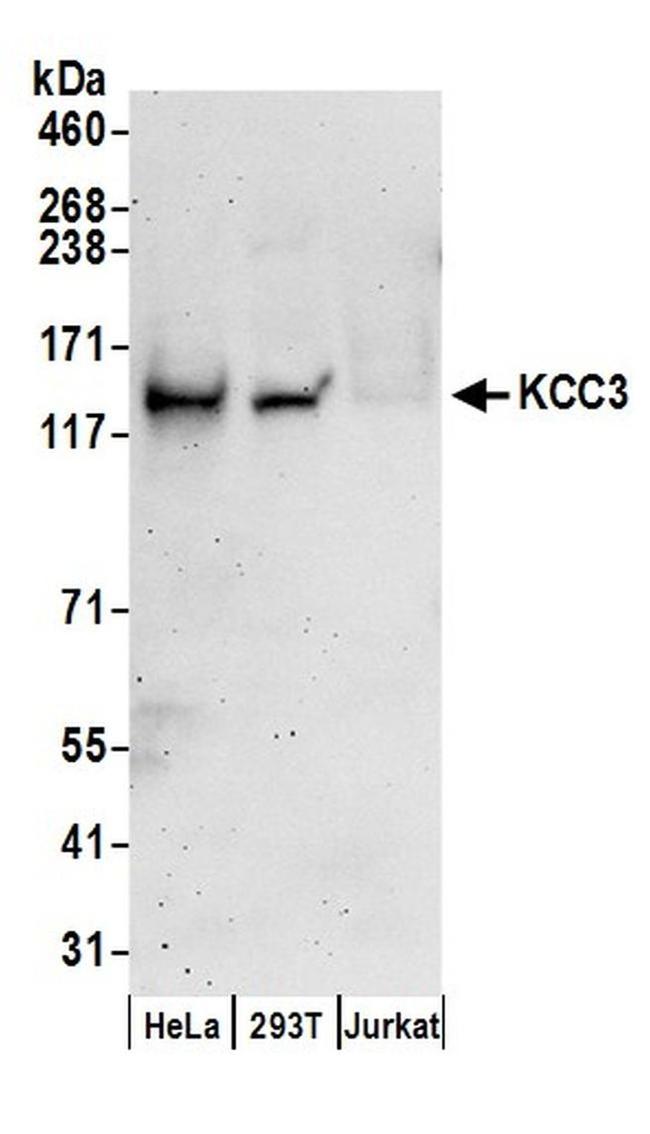 KCC3 Antibody in Western Blot (WB)