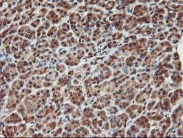 KCNAB1 Antibody in Immunohistochemistry (Paraffin) (IHC (P))