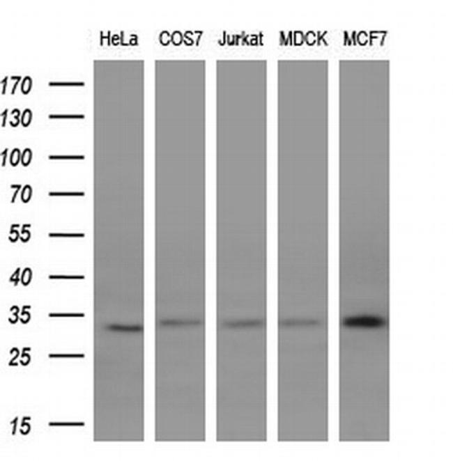 KCNIP2 Antibody in Western Blot (WB)