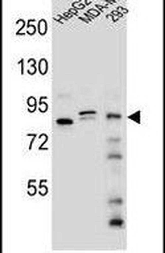 KIAA1310 Antibody in Western Blot (WB)