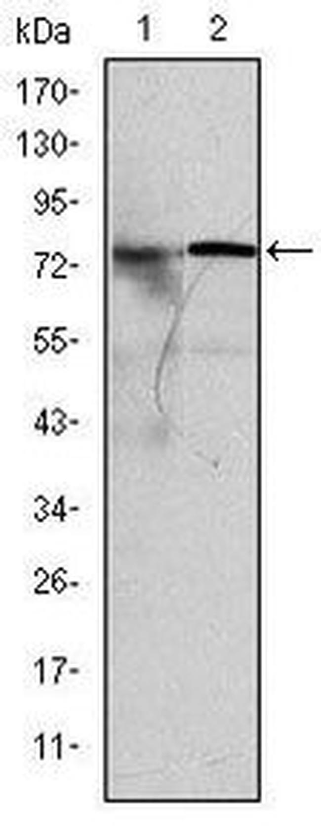 KID Antibody in Western Blot (WB)