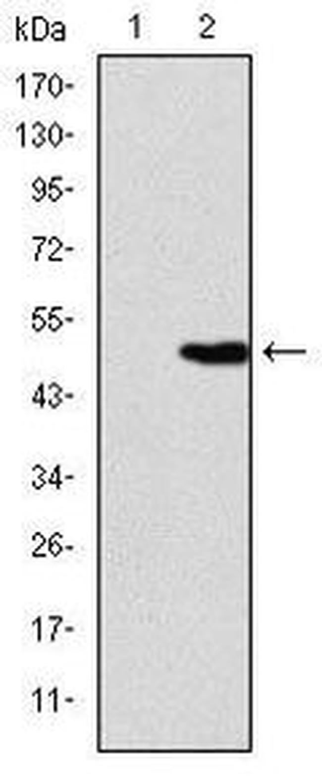 KID Antibody in Western Blot (WB)