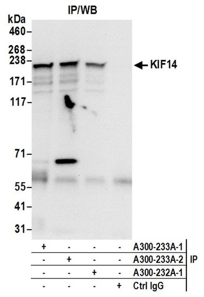 KIF14 Antibody in Western Blot (WB)