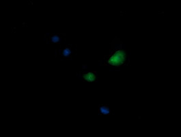 KIF25 Antibody in Immunocytochemistry (ICC/IF)