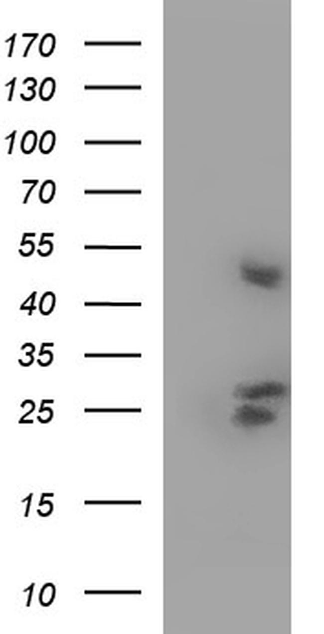 KITLG Antibody in Western Blot (WB)