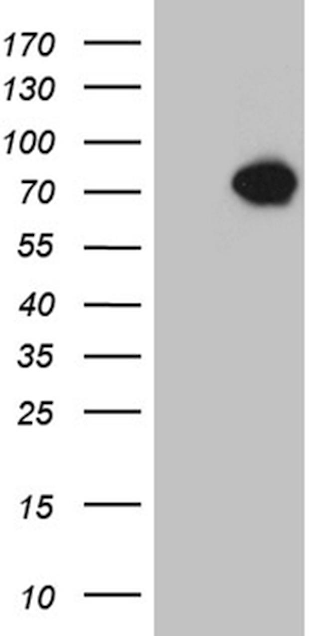 KLC2 Antibody in Western Blot (WB)