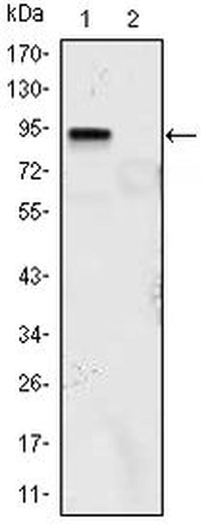 KLF4 Antibody in Western Blot (WB)