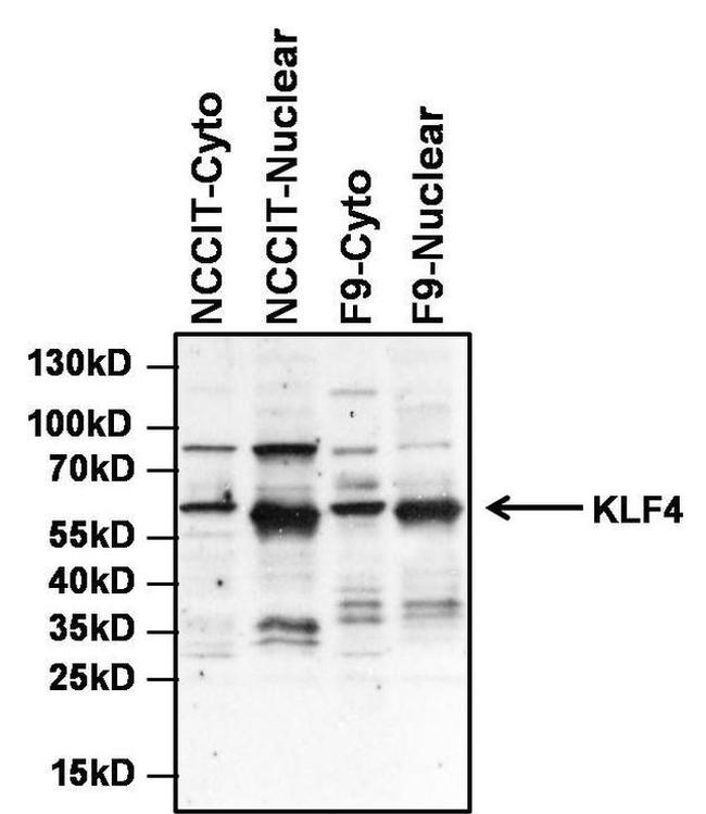 KLF4 Antibody in Western Blot (WB)