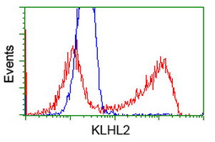 KLHL2 Antibody in Flow Cytometry (Flow)