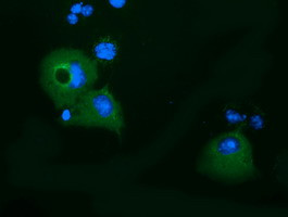 KLHL2 Antibody in Immunocytochemistry (ICC/IF)