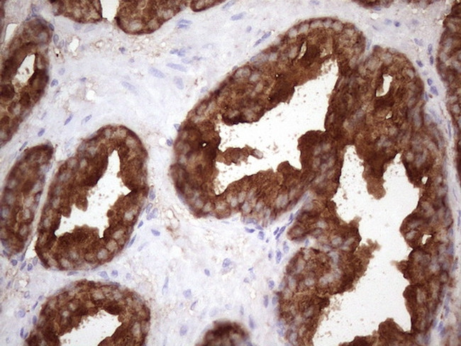 KLK3 Antibody in Immunohistochemistry (Paraffin) (IHC (P))