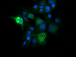 KLK8 Antibody in Immunocytochemistry (ICC/IF)