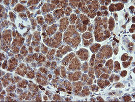 KLK8 Antibody in Immunohistochemistry (Paraffin) (IHC (P))