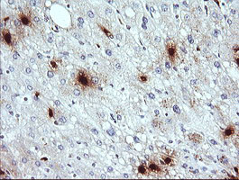 KLK8 Antibody in Immunohistochemistry (Paraffin) (IHC (P))