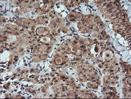 KLK8 Antibody in Immunohistochemistry (Paraffin) (IHC (P))